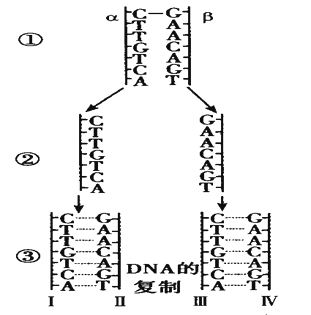 下圖為dna的複製圖解,請據圖回答下列問題:已知原來dna中有100個鹼基