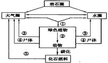 碳循环的示意图图片